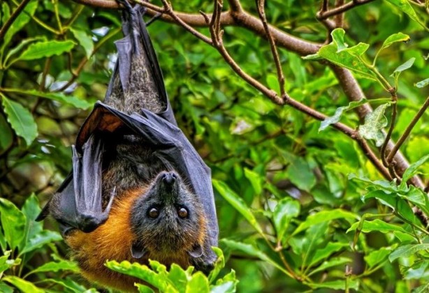 Foto - Ölüm saçan yeni virüs ortaya çıktı! Covid-19'u unutun bu tam bir seri katil