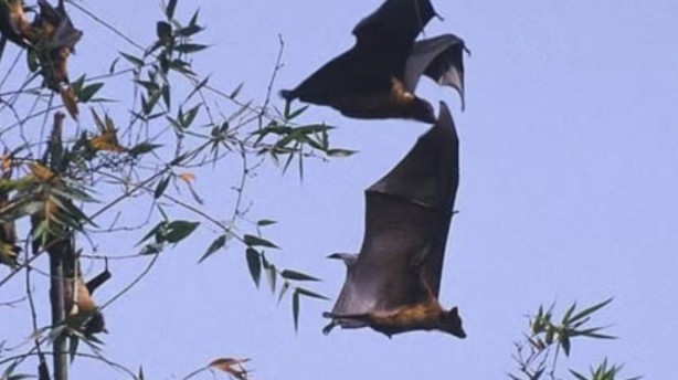 Foto - Ölüm saçan yeni virüs ortaya çıktı! Covid-19'u unutun bu tam bir seri katil