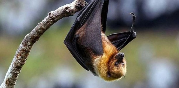 Ölüm saçan yeni virüs ortaya çıktı! Covid-19'u unutun bu tam bir seri katil