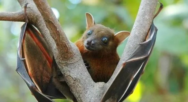 Foto - Ölüm saçan yeni virüs ortaya çıktı! Covid-19'u unutun bu tam bir seri katil