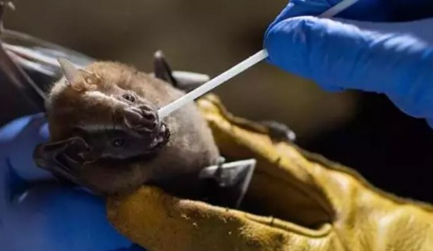 Foto - Ölüm saçan yeni virüs ortaya çıktı! Covid-19'u unutun bu tam bir seri katil