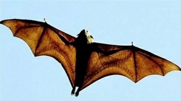 Foto - Ölüm saçan yeni virüs ortaya çıktı! Covid-19'u unutun bu tam bir seri katil