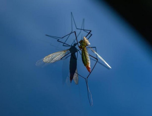 Foto - Ölüm taşıyan sivrisinek cinsi: Aedes!