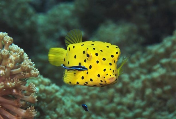 Foto - Ölümcül 12 hayvan türü