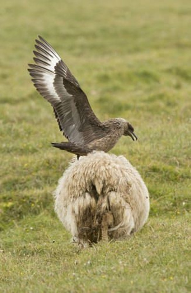 Foto - Ölümcül kuş kavgaları