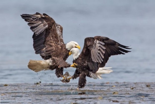Foto - Ölümcül kuş kavgaları