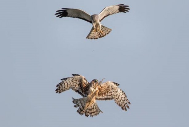 Foto - Ölümcül kuş kavgaları