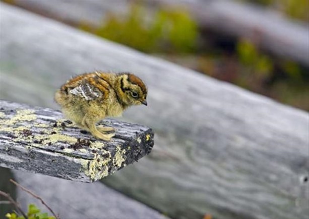 Foto - Ölümcül kuş kavgaları