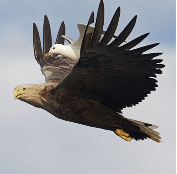 Foto - Ölümcül kuş kavgaları