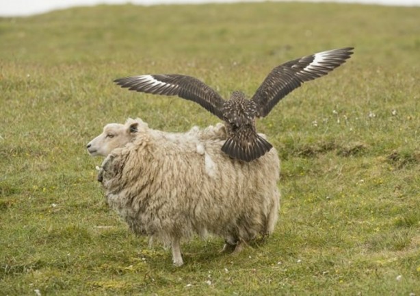 Foto - Ölümcül kuş kavgaları