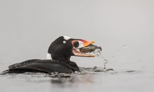 Foto - Ölümcül kuş kavgaları