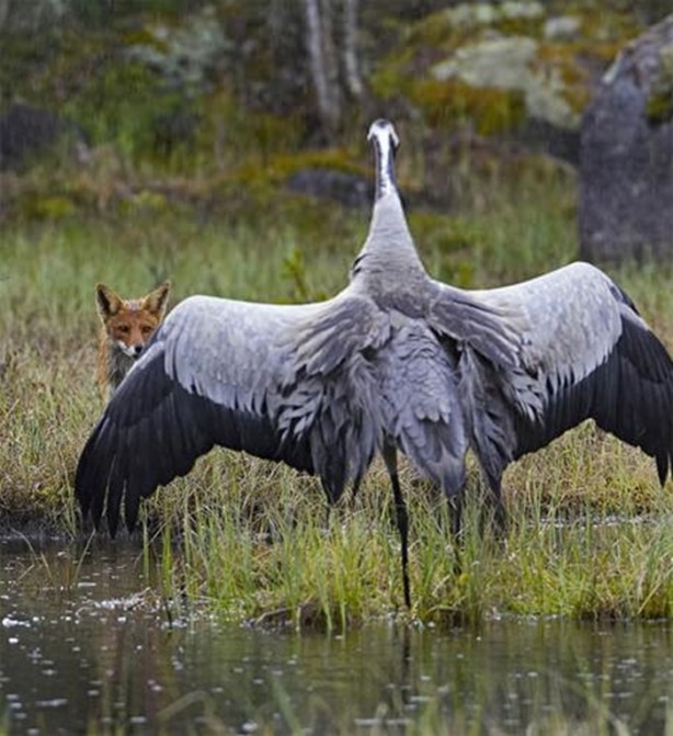 Foto - Ölümcül kuş kavgaları