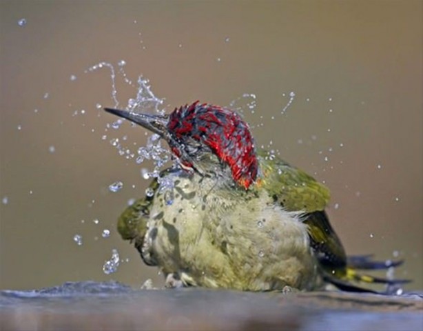 Foto - Ölümcül kuş kavgaları
