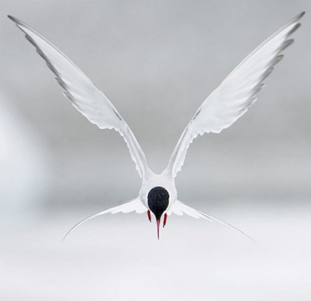 Foto - Ölümcül kuş kavgaları