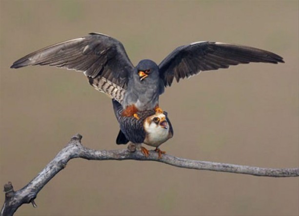 Foto - Ölümcül kuş kavgaları