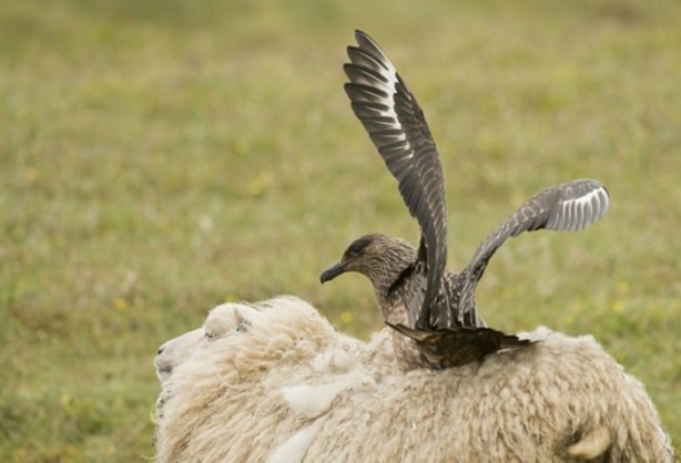 Foto - Ölümcül kuş kavgaları