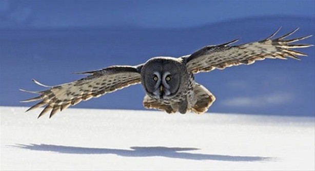 Foto - Ölümcül kuş kavgaları