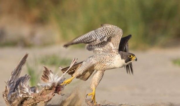 Foto - Ölümcül kuş kavgaları
