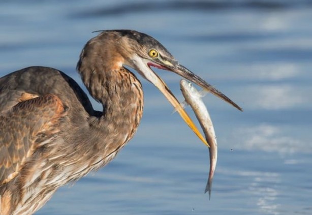 Foto - Ölümcül kuş kavgaları