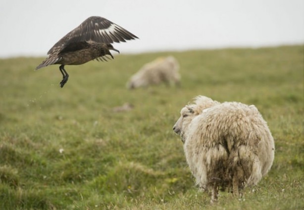 Foto - Ölümcül kuş kavgaları