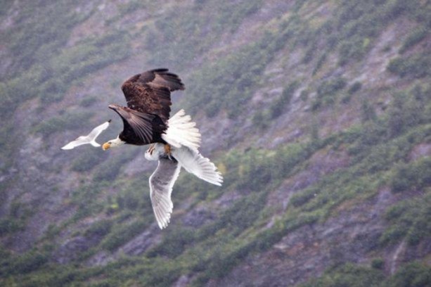 Foto - Ölümcül kuş kavgaları