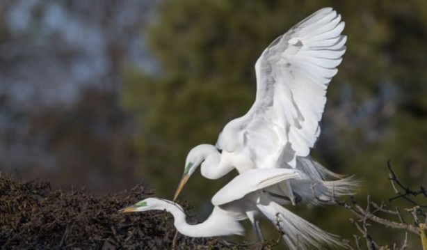 Foto - Ölümcül kuş kavgaları
