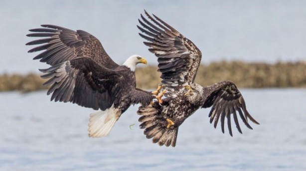 Foto - Ölümcül kuş kavgaları