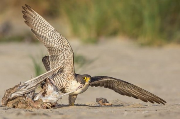 Foto - Ölümcül kuş kavgaları