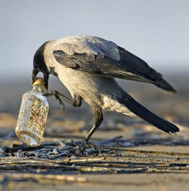Foto - Ölümcül kuş kavgaları
