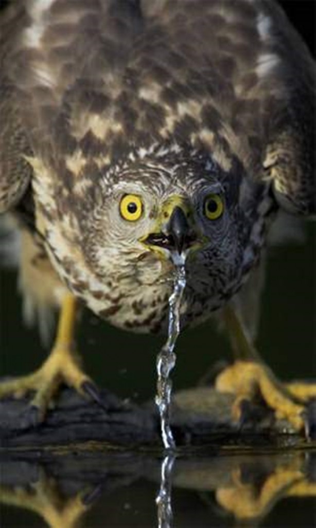 Foto - Ölümcül kuş kavgaları