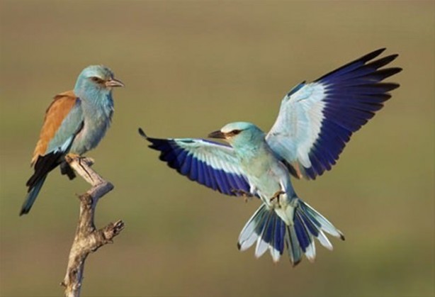 Foto - Ölümcül kuş kavgaları