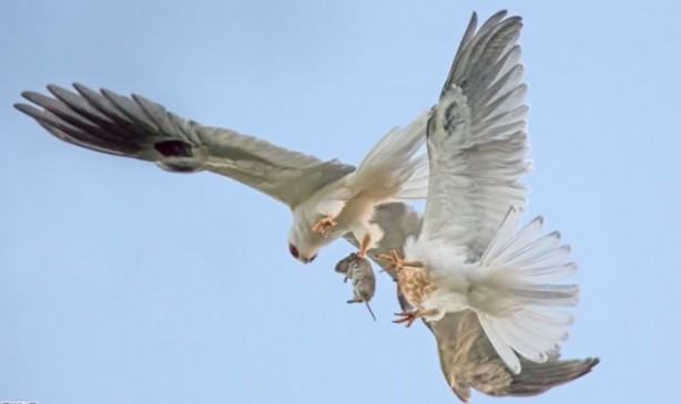 Foto - Ölümcül kuş kavgaları