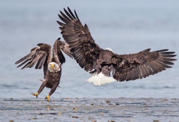 Foto - Ölümcül kuş kavgaları