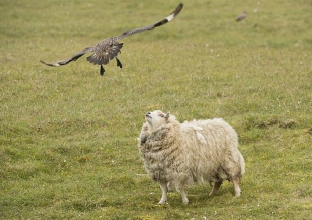 Foto - Ölümcül kuş kavgaları