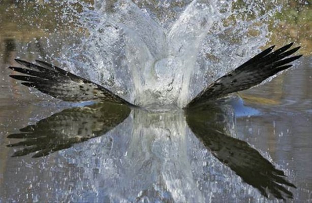 Foto - Ölümcül kuş kavgaları