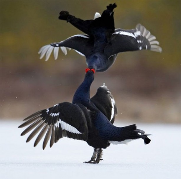 Foto - Ölümcül kuş kavgaları
