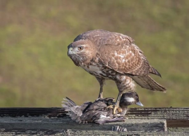 Foto - Ölümcül kuş kavgaları