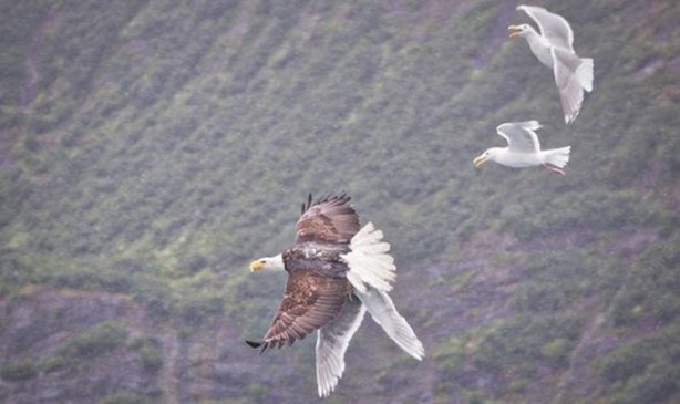 Foto - Ölümcül kuş kavgaları