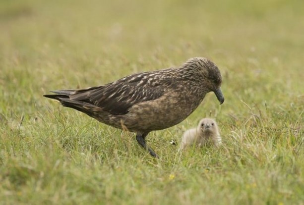 Foto - Ölümcül kuş kavgaları