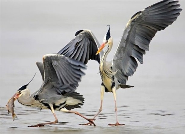 Foto - Ölümcül kuş kavgaları