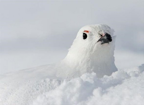 Foto - Ölümcül kuş kavgaları