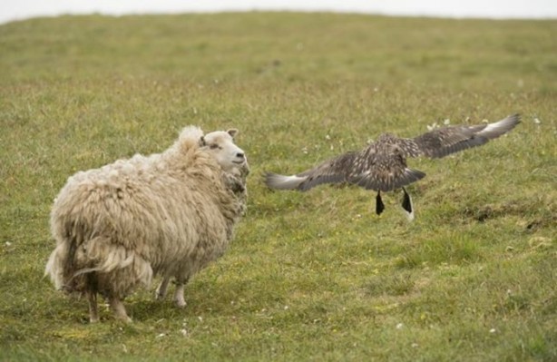 Foto - Ölümcül kuş kavgaları