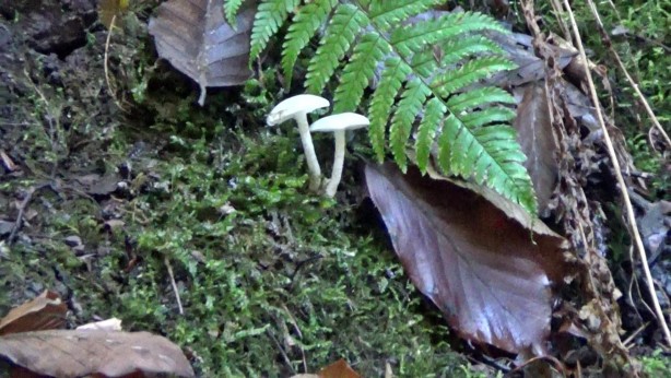 Foto - Ölümcül tehlike! "Lezzetli ve hoş kokulu"