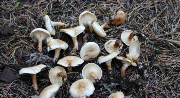 Foto - Ölümcül tehlike! "Lezzetli ve hoş kokulu"