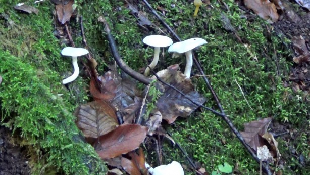 Ölümcül tehlike! "Lezzetli ve hoş kokulu"