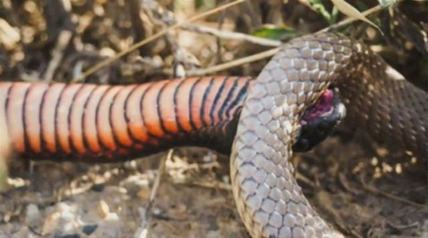 Foto - Ölümcül yılanlar arasında büyük kavga!