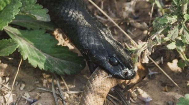 Foto - Ölümcül yılanlar arasında büyük kavga!