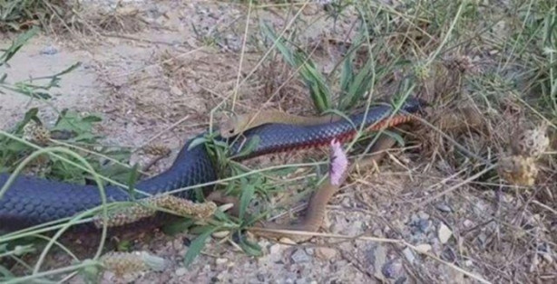 Foto - Ölümcül yılanlar arasında büyük kavga!