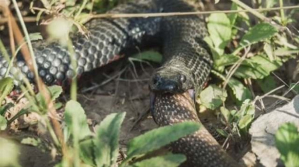 Foto - Ölümcül yılanlar arasında büyük kavga!