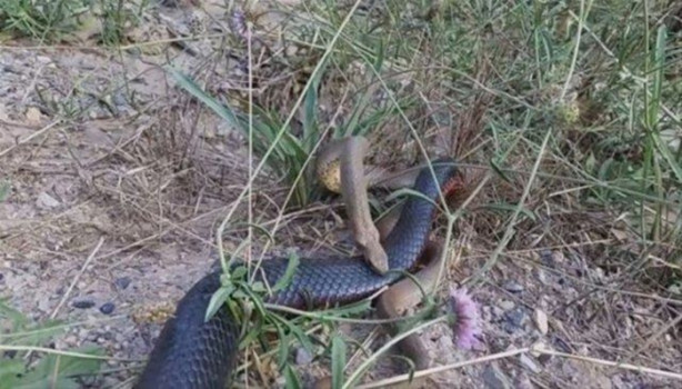 Foto - Ölümcül yılanlar arasında büyük kavga!